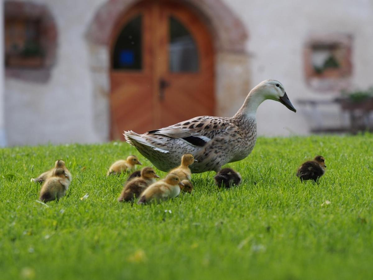 Tourist Farm Senkova Domacija Villa ซกอร์นเย เยแซร์สโก ภายนอก รูปภาพ